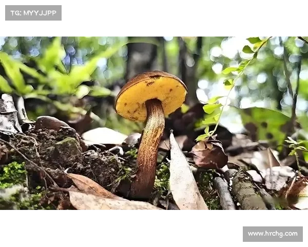 保护蝴蝶平原六大生态奇观 探寻自然奇迹与生物多样性共生之路 保护蝴蝶平原六大生态奇观 探寻自然奇迹与生物多样性共生之路